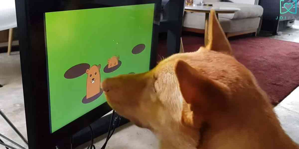Joipaw Dog Games Release Date 