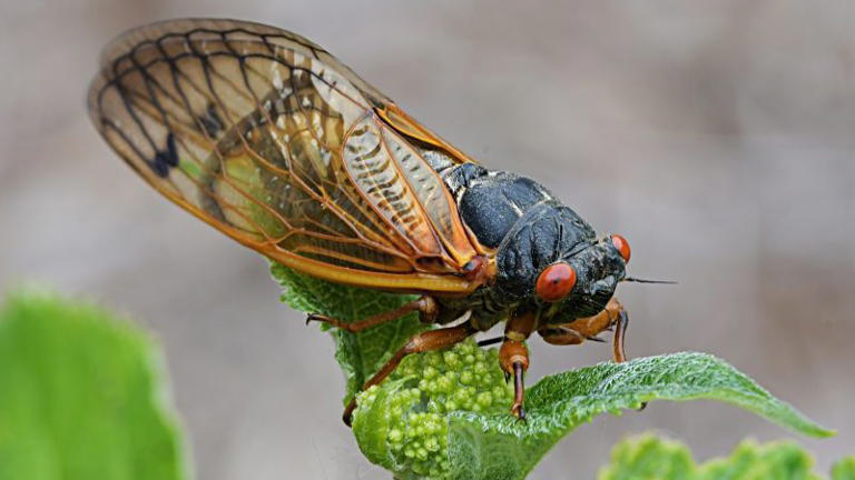 Where are all the cicadas everyone warned about?