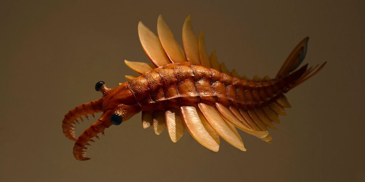 Anomalocaris