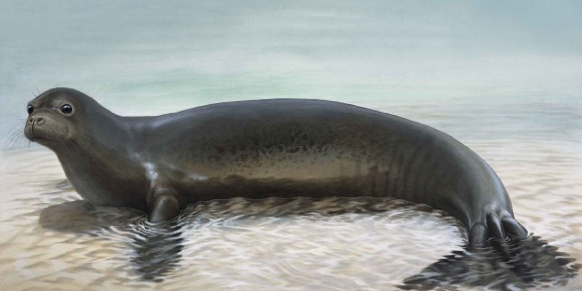 Caribbean monk seal