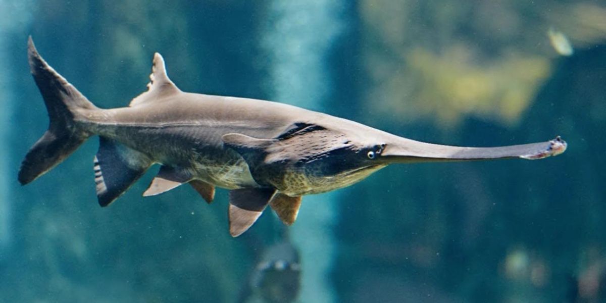 Chinese paddlefish