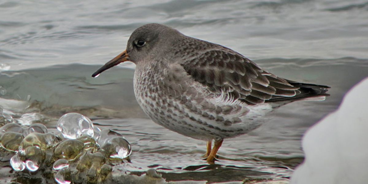 Christmas sandpiper