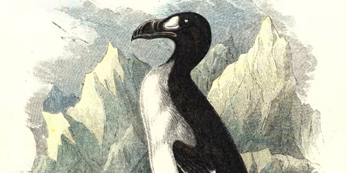 Great auk