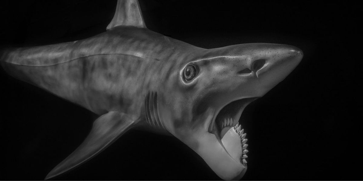 Helicoprion