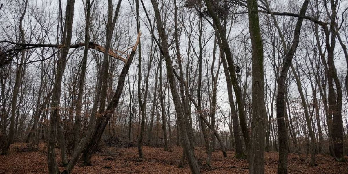 Hoia-Baciu Forest, Cluj-Napoca, Romania