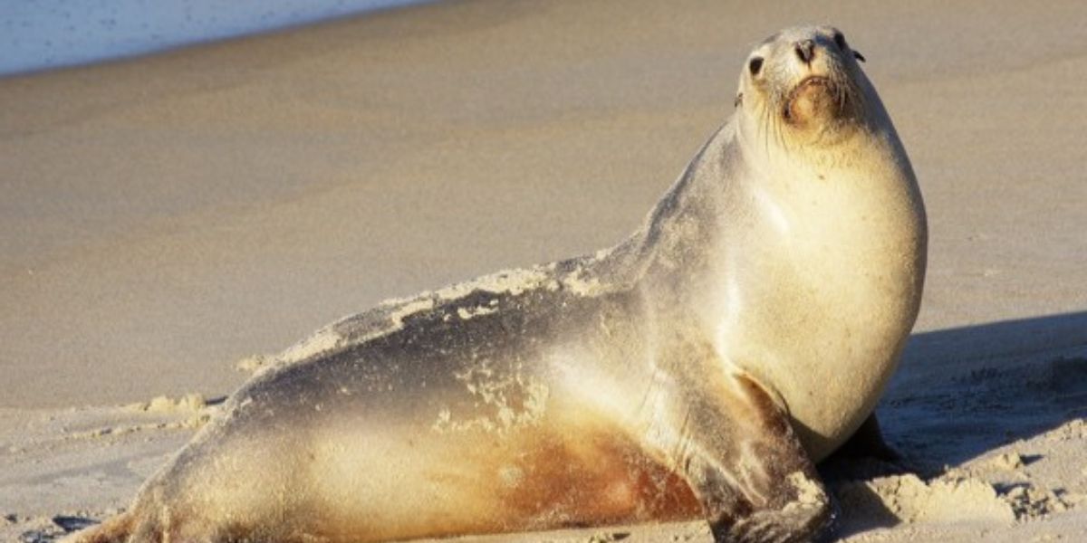 Japanese sea lion