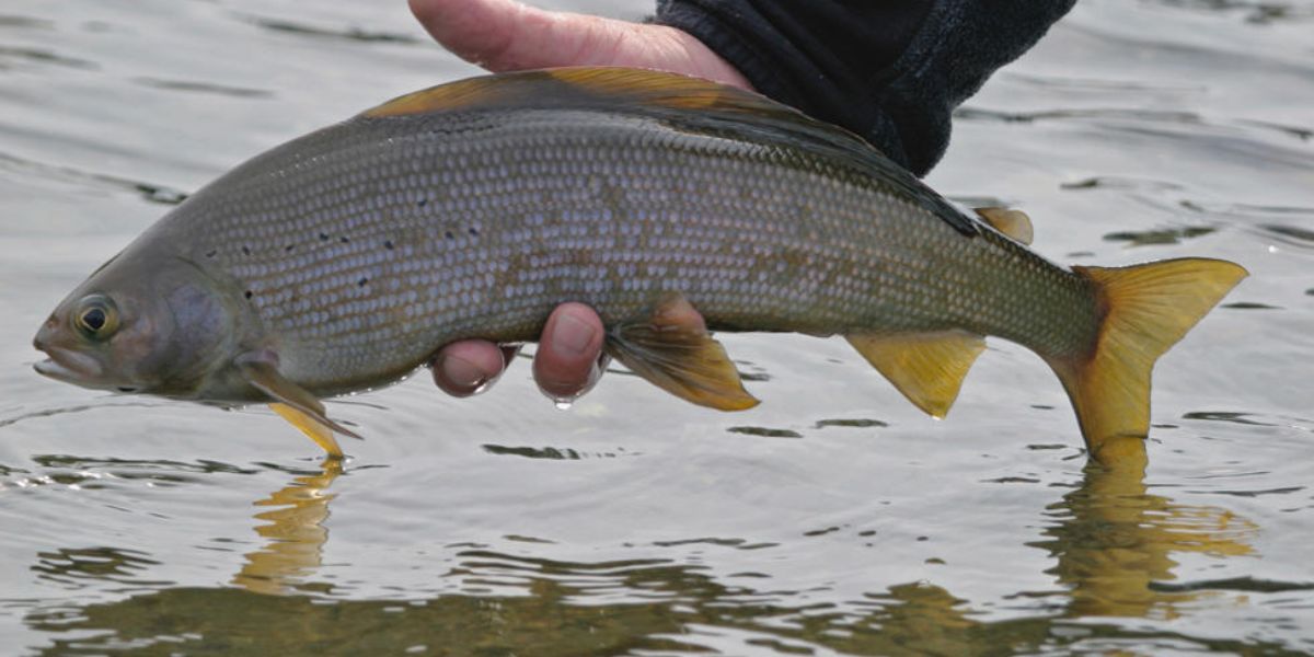 New Zealand grayling