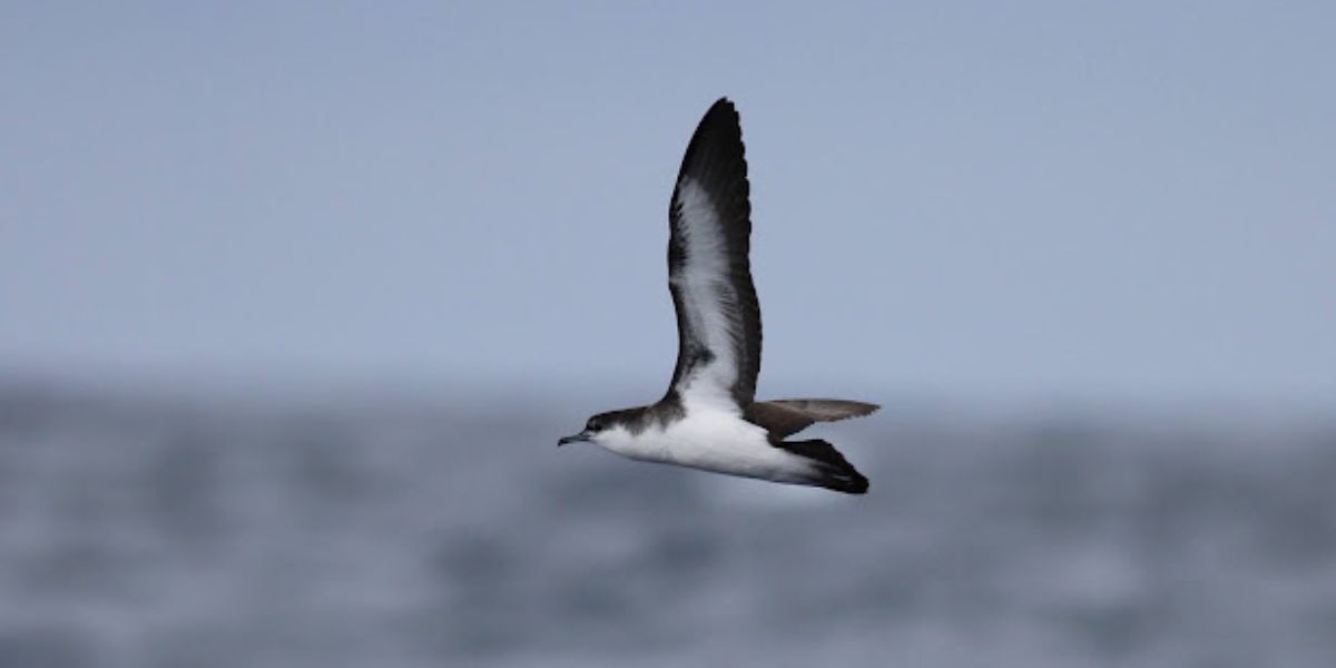 Olson's Petrel Seabird