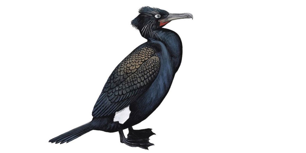 Pallas’s cormorant