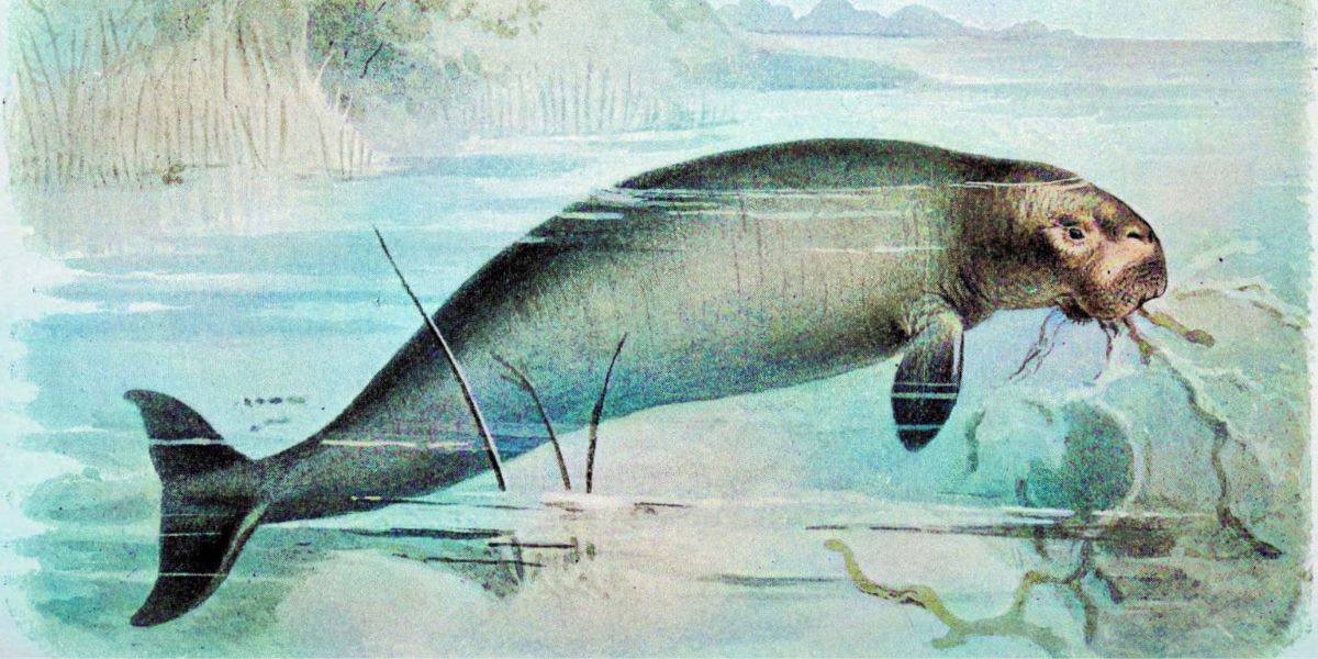 Steller’s sea cow