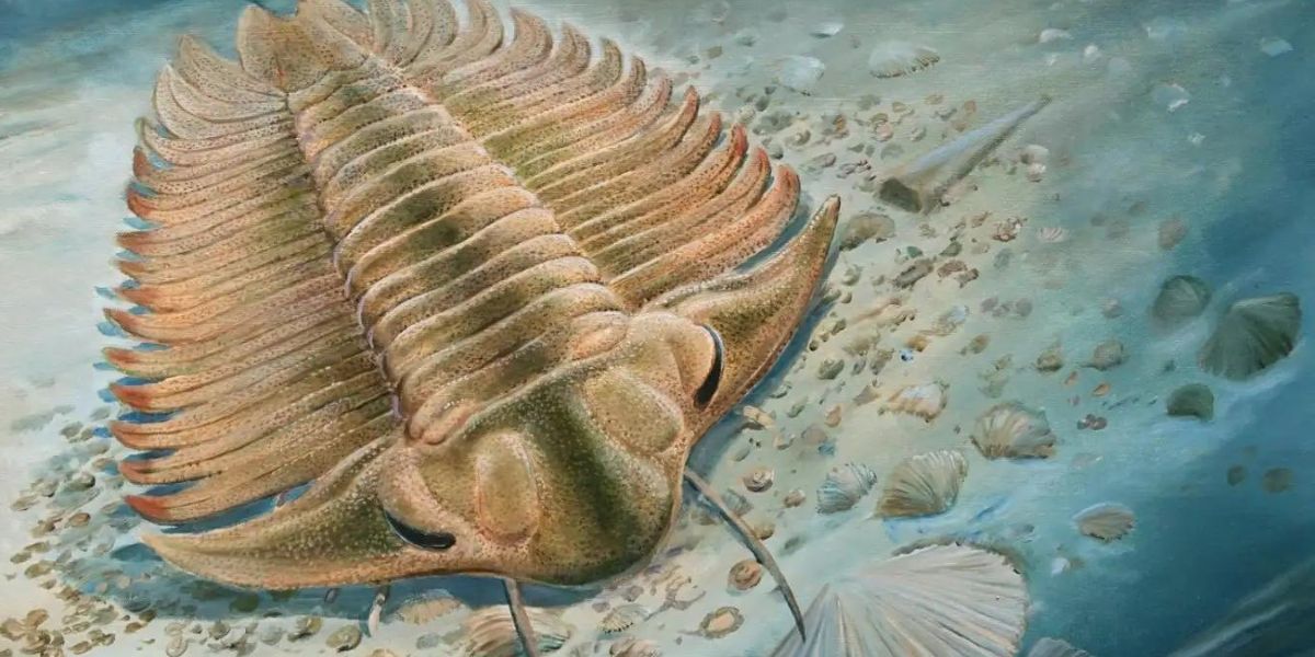 Trilobites