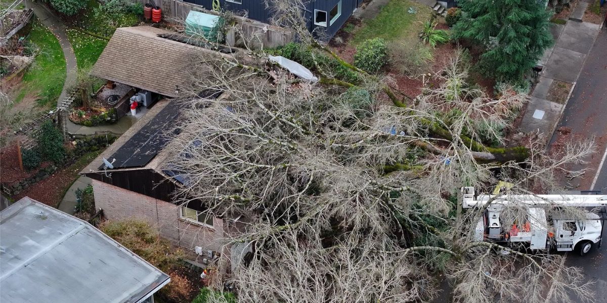 Trees Uprooted & Widespread power outrages