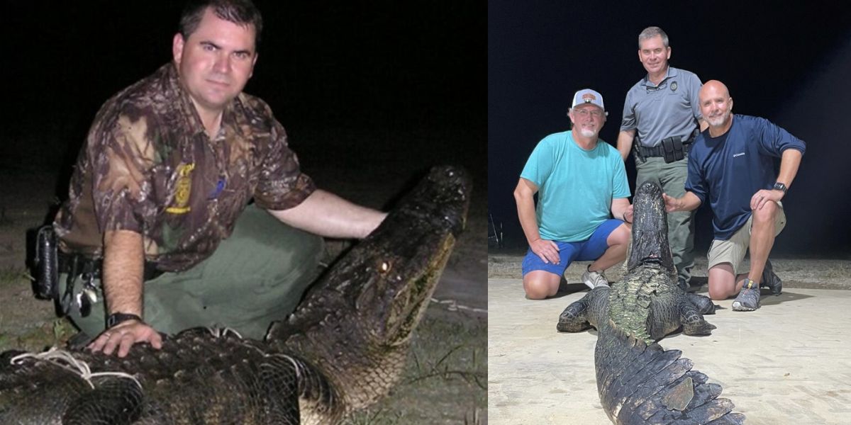 10 Feet, 2 Inches Female Alligator Hunted Down In The Pearl River