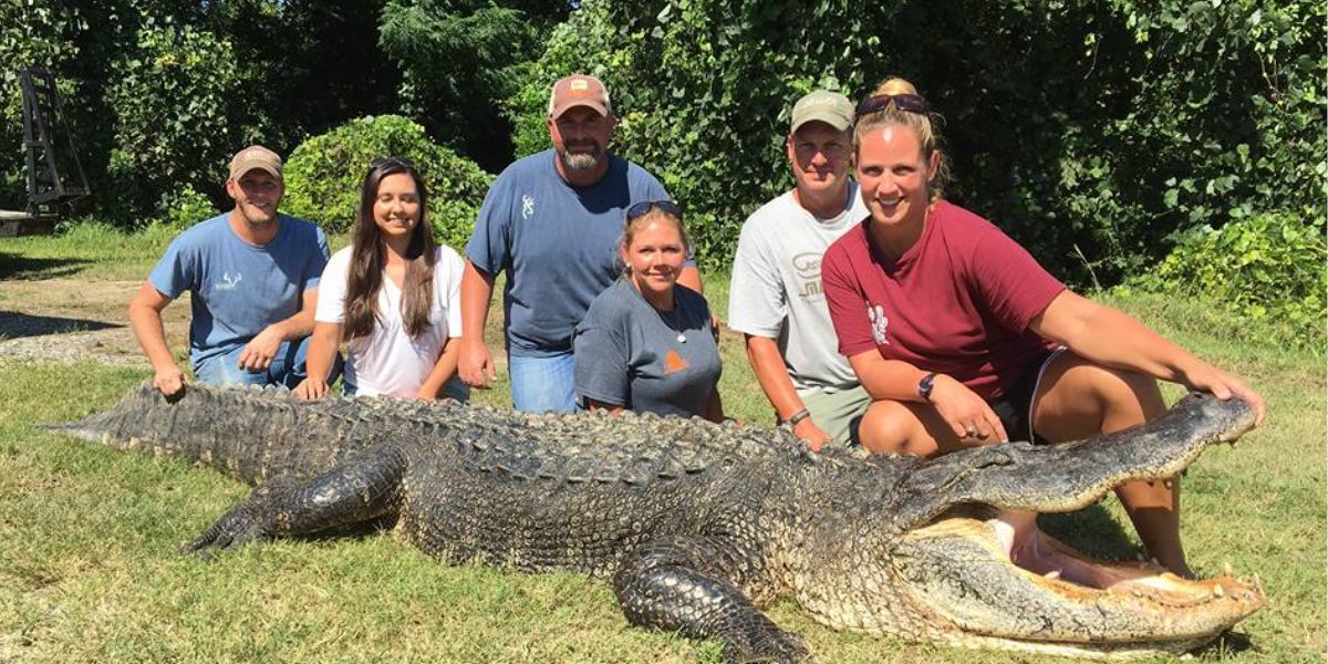 13-Feet, 7 and 78 Inches Long Alligator Caught By Tiffany Wienke In Bayou Pierre