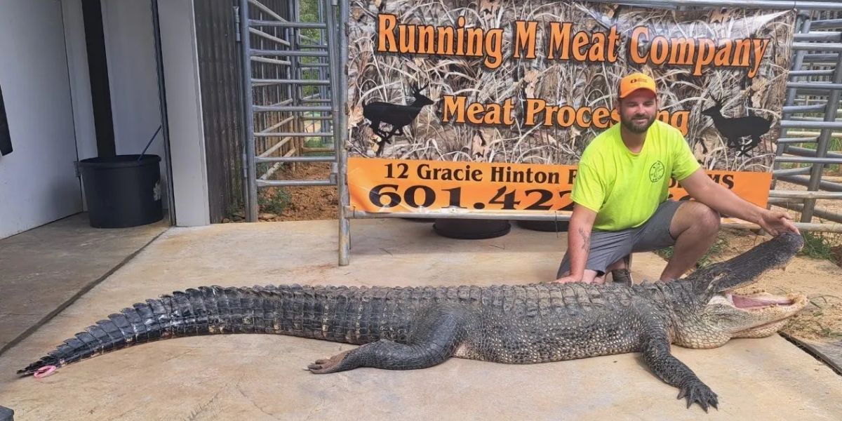 324-pound Female Alligator Caught In Pascagoula River Breaks Records