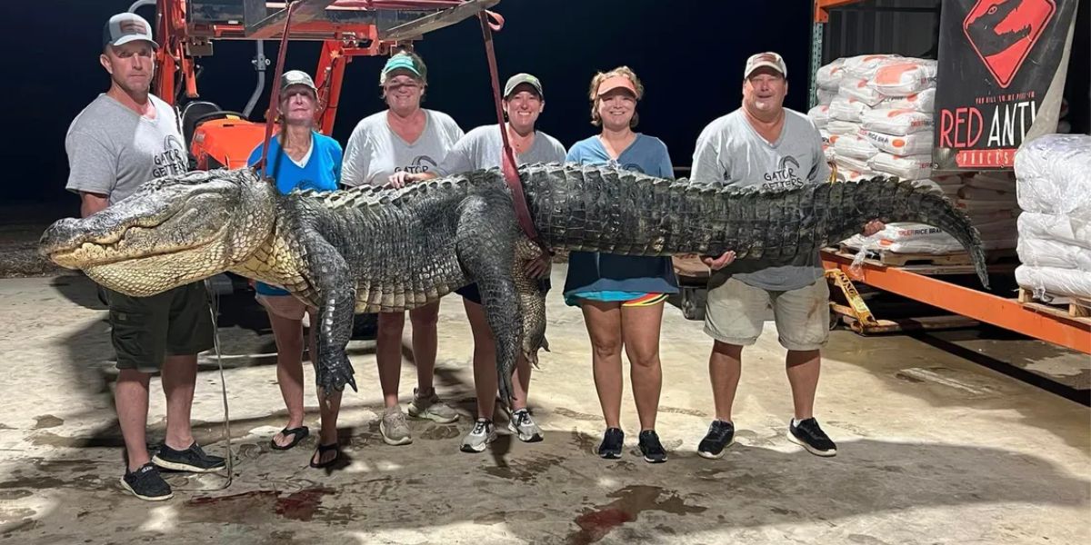 800-pound Alligator Caught By Mississippi Hunters In The Yazoo River