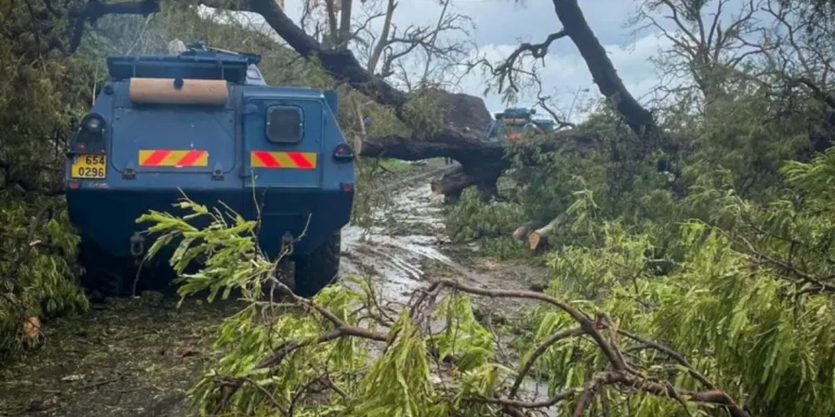 The Cyclone Felled Massive Number Of Trees On The French Island